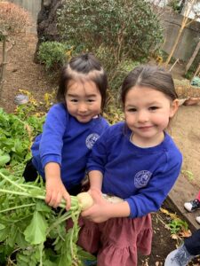 Kindergarten students harvesting vegetables they grew themselves as part of food education